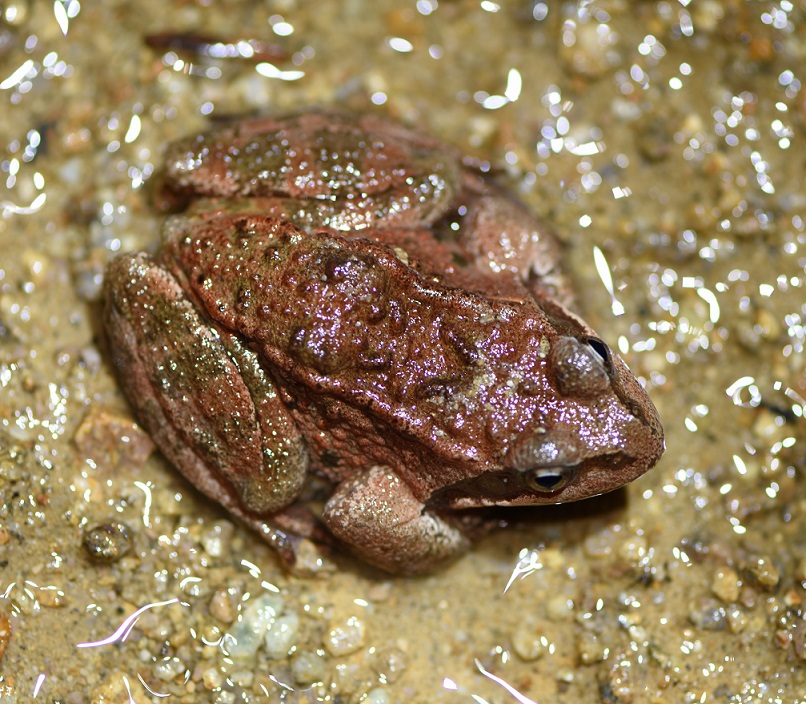 Rana dalmatina? (Anatolia) Rana macrocnemis